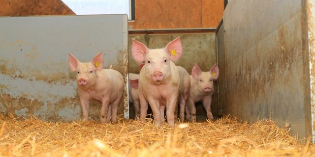 Für Labelschweine gibts ab 2021 eine höhere Minimalprämie. (Bild Peter Röthlisberger) 