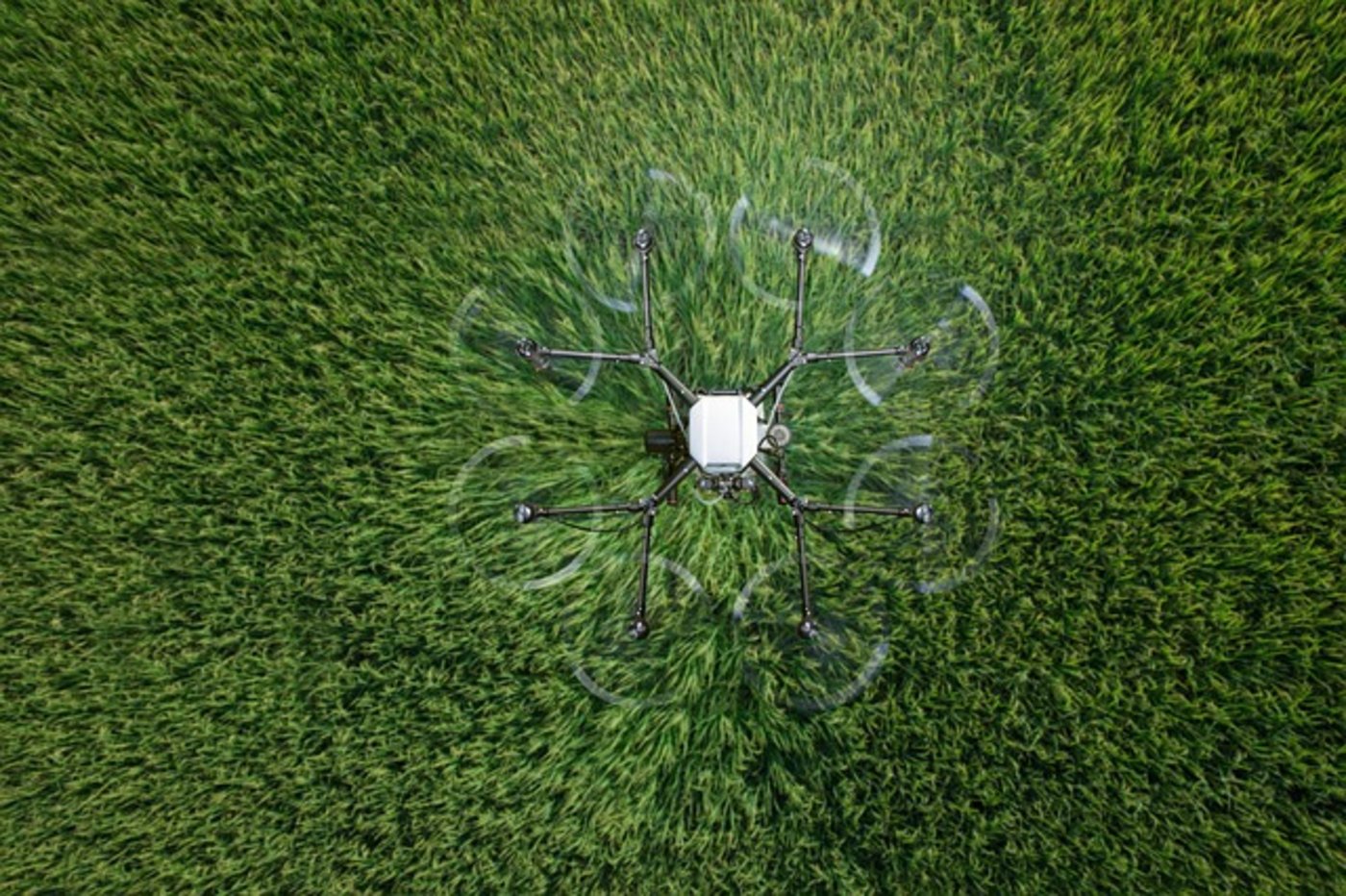 Chlorothalonil ist ein Fungizid, das in der Schweizer Landwirtschaft seit rund 50 Jahren vor allem in Getreide, Gemüse und Reben zum Einsatz kommt. (Symbolbild Pixabay)