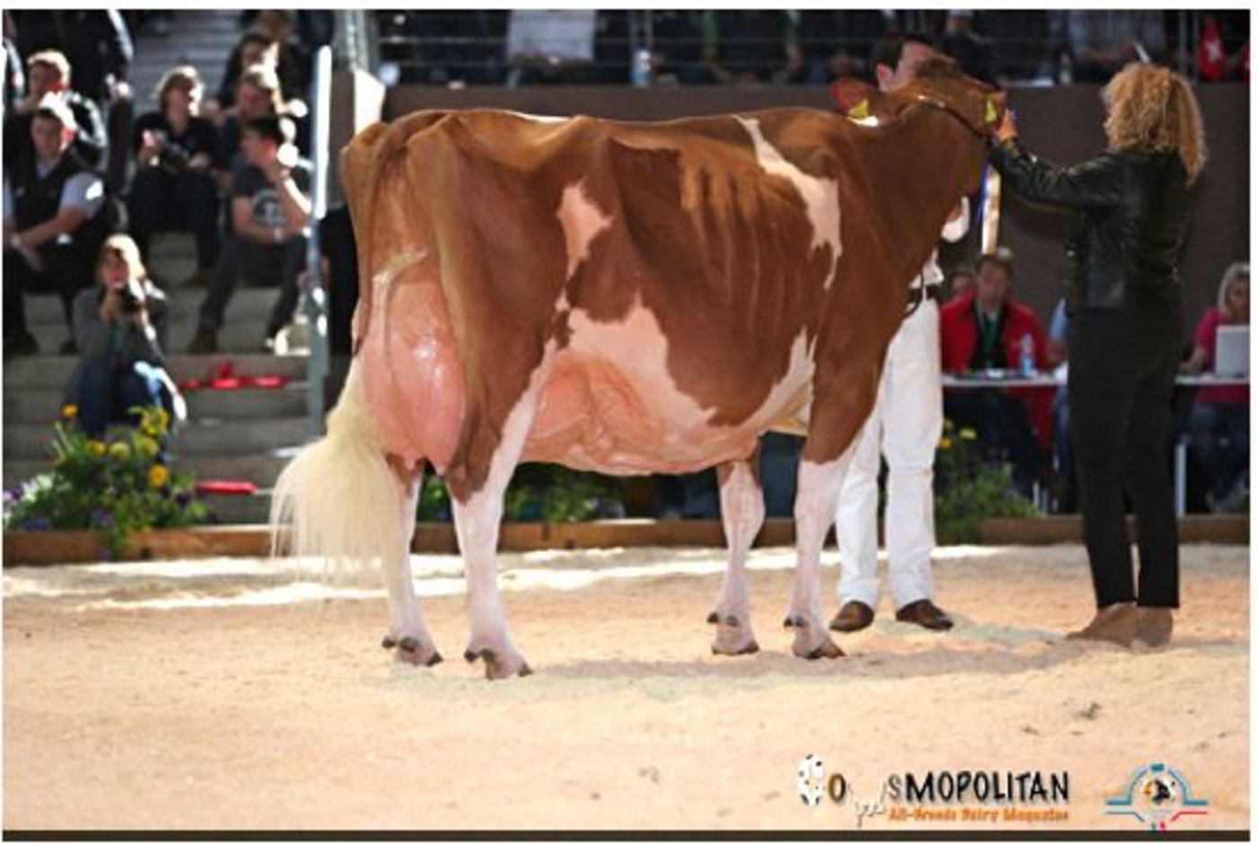 RH-Europameisterin: Suard Red Jordan Irene, Gebrüder Schrago, Middes FR.