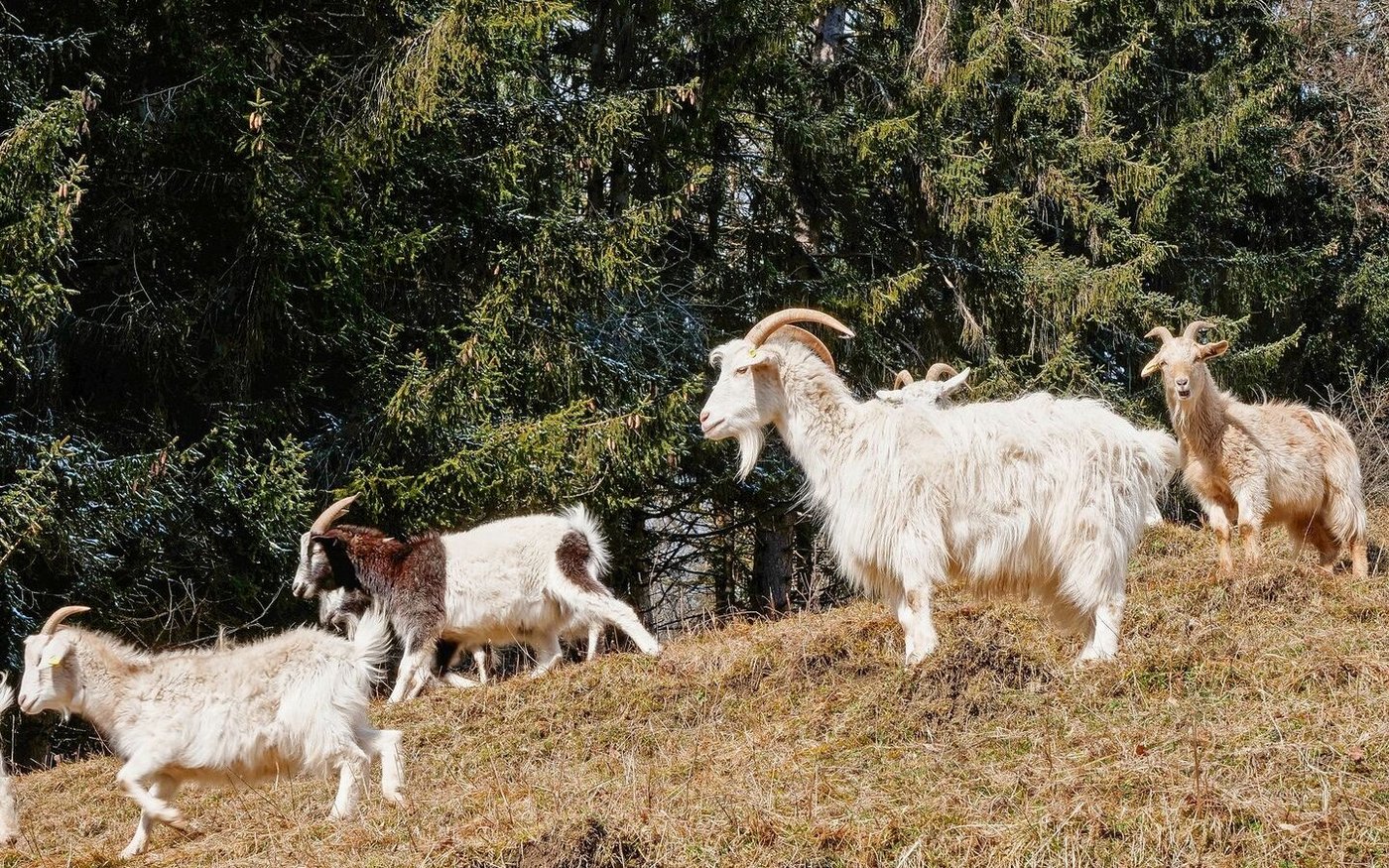 «Es sind mittlerweile ein paar Kaschmirziegen mehr, als ursprünglich geplant waren», erwähnt Jrene Schumacher schmuzelnd. 