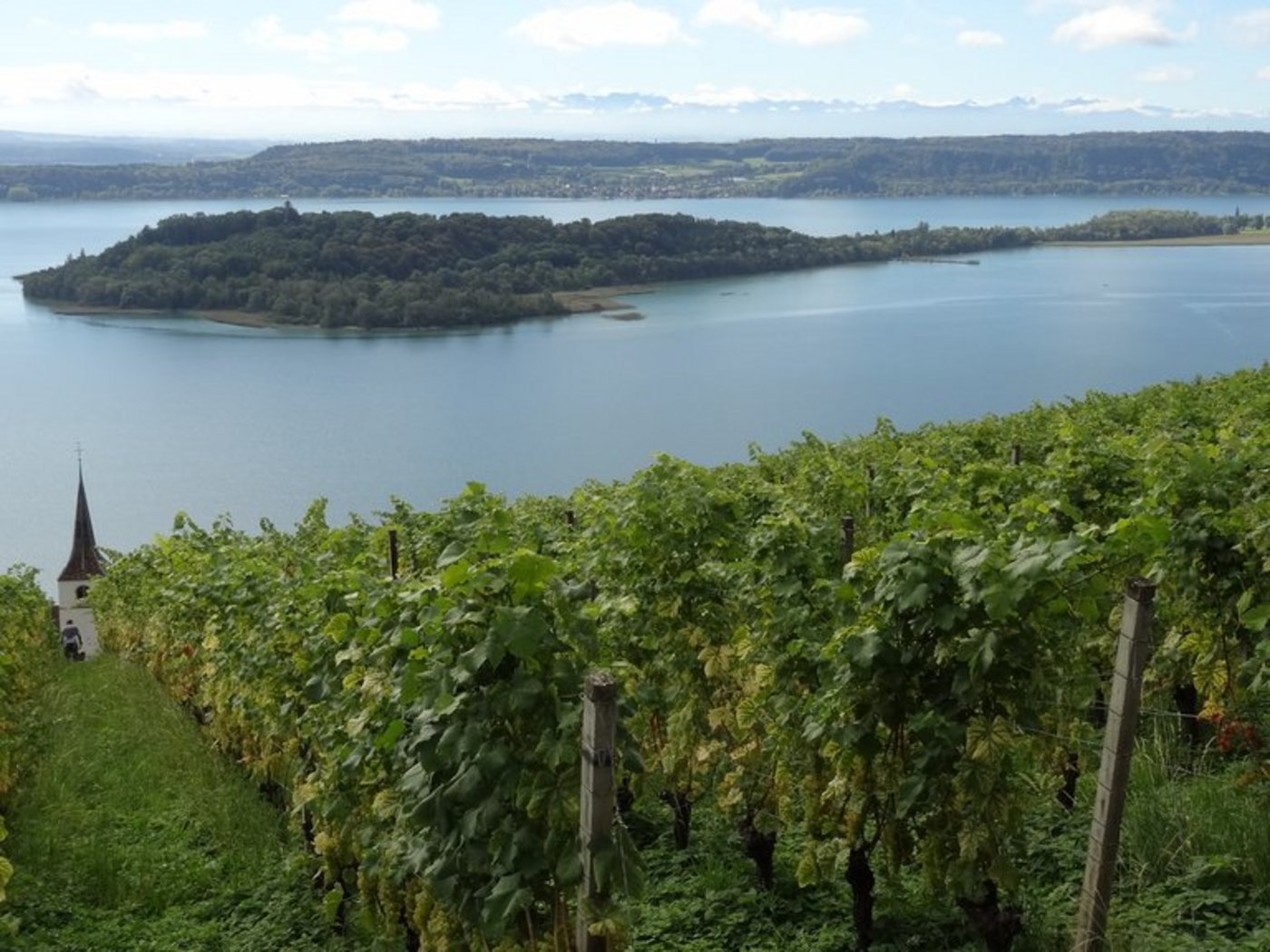 Reben am Bielersee mit Blick auf die St. Petersinsel. (Bild if)