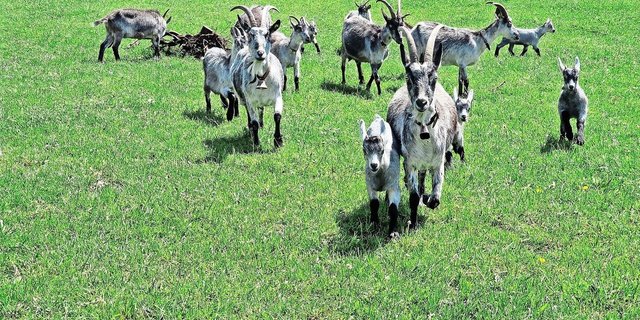 Resistenzen gegen Entwurmungsmittel sind eine zunehmende Problematik der Tierhaltung. Gerade Ziegen reagieren aber sehr sensibel auf Wurmbefall. Es gibt wirksame Alternativen. 