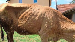 Ein von LSD befallenes Rind aus dem Kosovo: In der Haut befallener Tiere bilden sich bis zu 5 cm grosse Knoten.  