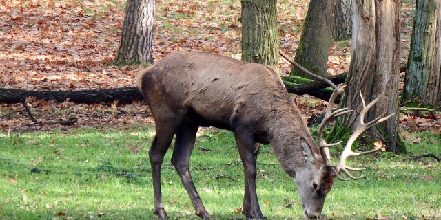 Der Rotwildbestand kann im Jagdbanngebiet Aletschwald nur nach eingehender Prüfung gejadgt werden. (Bild Pixabay)