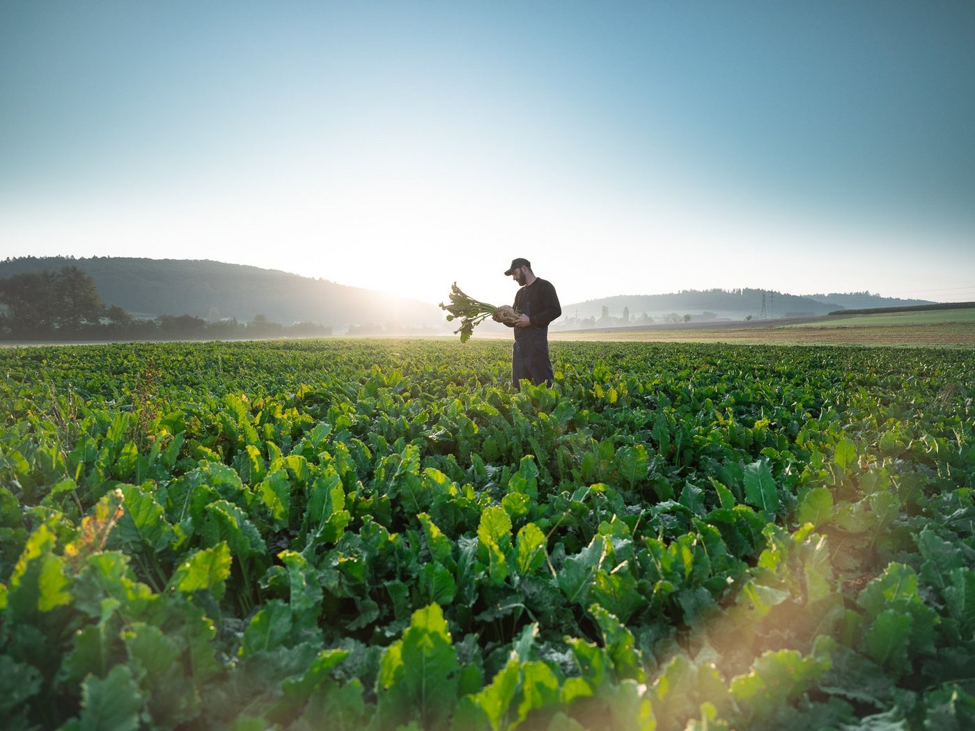Die Schweizer Zucker sucht Rübenpflanzer. (Bild zVg)