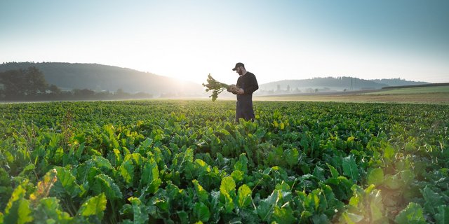 Die Schweizer Zucker sucht Rübenpflanzer. (Bild zVg)
