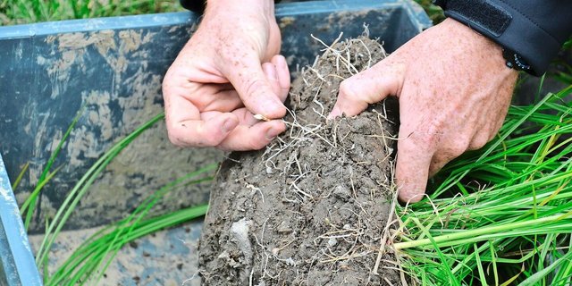In Frühlings- und Gemüsekulturen ist Erdmandelgras sehr konkurrenzstark. Kleine Nester und Erstbefälle bleiben oft unerkannt – fatalerweise, denn die Erdmandeln (siehe Bild) sind allzu schnell verschleppt.