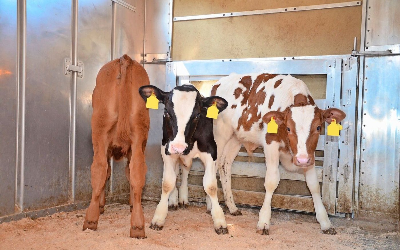 Der Transport eines ausgebüxten Kalbes im Auto kam einem Zürcher Landwirt teuer zu stehen. Unabhängig vom Fall sei ein Auto kein geeignetes Transportfahrzeug für Nutztiere, so Peter Rogger vom Veterinäramt Zürich.   