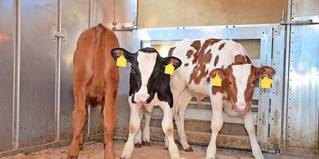 Der Transport eines ausgebüxten Kalbes im Auto kam einem Zürcher Landwirt teuer zu stehen. Unabhängig vom Fall sei ein Auto kein geeignetes Transportfahrzeug für Nutztiere, so Peter Rogger vom Veterinäramt Zürich.   