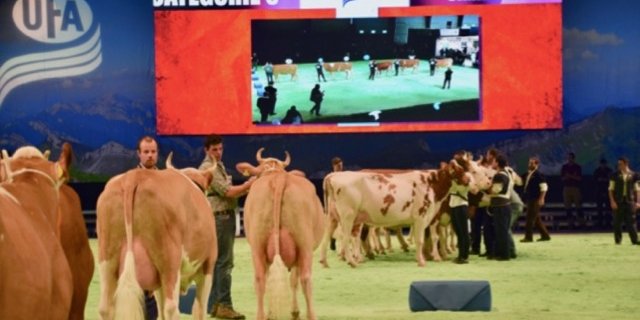 Geht die Viehzucht in Sachen Kuhgrösse in die falsche Richtung? (Bild BauZ)