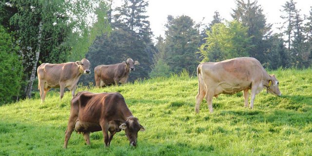 Zusammenarbeit verstärken mit neuem Namen Brown Swiss. (Bild zVg)