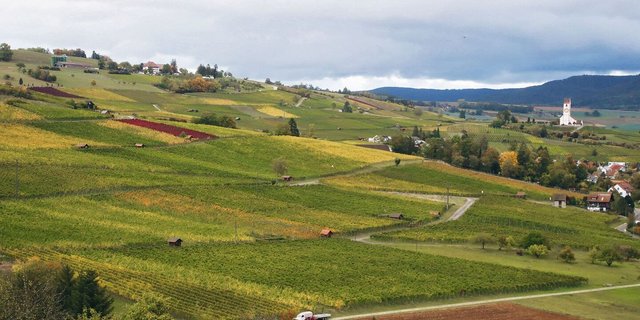 Der goldene Herbst bescherte den Rebbauern und den Winzern im Klettgau einen tollen Jahrgang. Manch einer hofft sogar, den Traumjahrgang 2018 zu toppen.