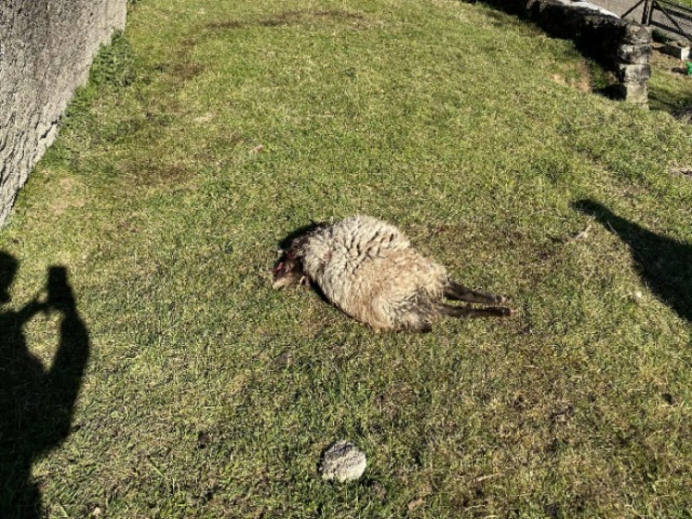 Am Vortag hatte der Schafhalter seine Herde zuletzt kontrolliert und keine Auffälligkeiten festgestellt. (Bilder Kapo AG)
