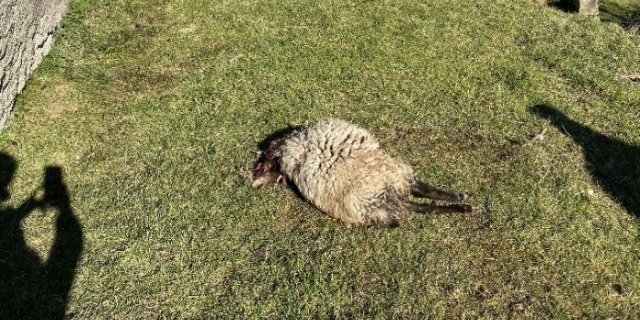 Am Vortag hatte der Schafhalter seine Herde zuletzt kontrolliert und keine Auffälligkeiten festgestellt. (Bilder Kapo AG)