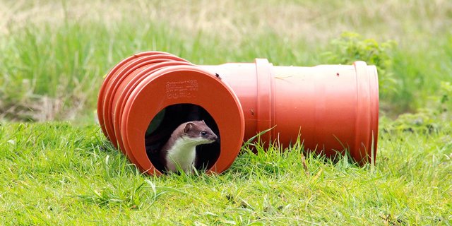Tube-Cam heisst die neue Fotofalle für die flinken Wiesel: Sie hat die Form einer T-förmigen Röhre. (Bild ZHAW)