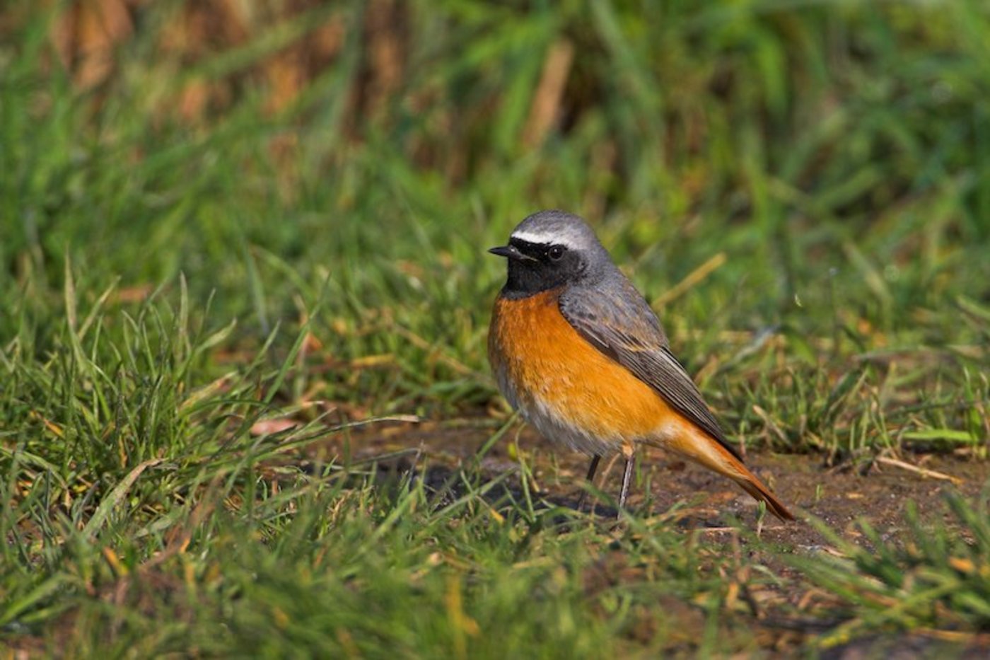 Der Gartenrotschwanz erreichte in der Waldbrandfläche bei Leuk die höchste Siedlungsdichte der Schweiz. Hier findet er viele Nistmöglichkeiten und offene Bodenstellen zur Nahrungssuche. (Foto Vogelwarte Sempach/Mathias Schäf)