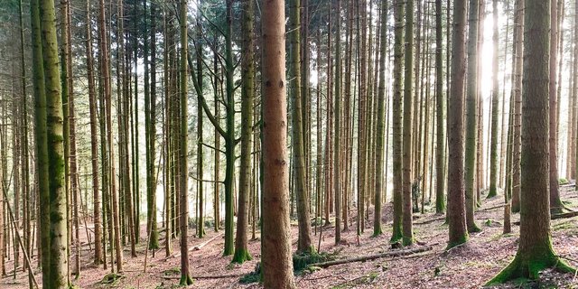 Die Holzvorräte sind in vielen Wäldern gross. Wenn diese weniger stark abgebaut werden, kann mehr CO2 eingelagert werden. Das ist eine Umweltleistung der Waldeigentümer mit Wert. (Bild Josef Scherer)