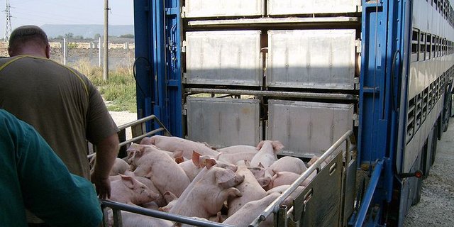 Brüssel plant zurzeit nicht, die Tiertransportzeiten zu verringern. (Bild: Izvora)