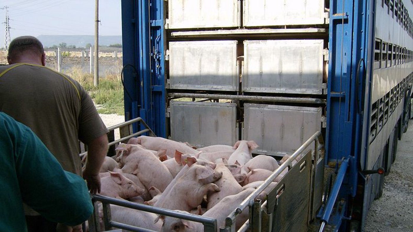 Brüssel plant zurzeit nicht, die Tiertransportzeiten zu verringern. (Bild: Izvora)