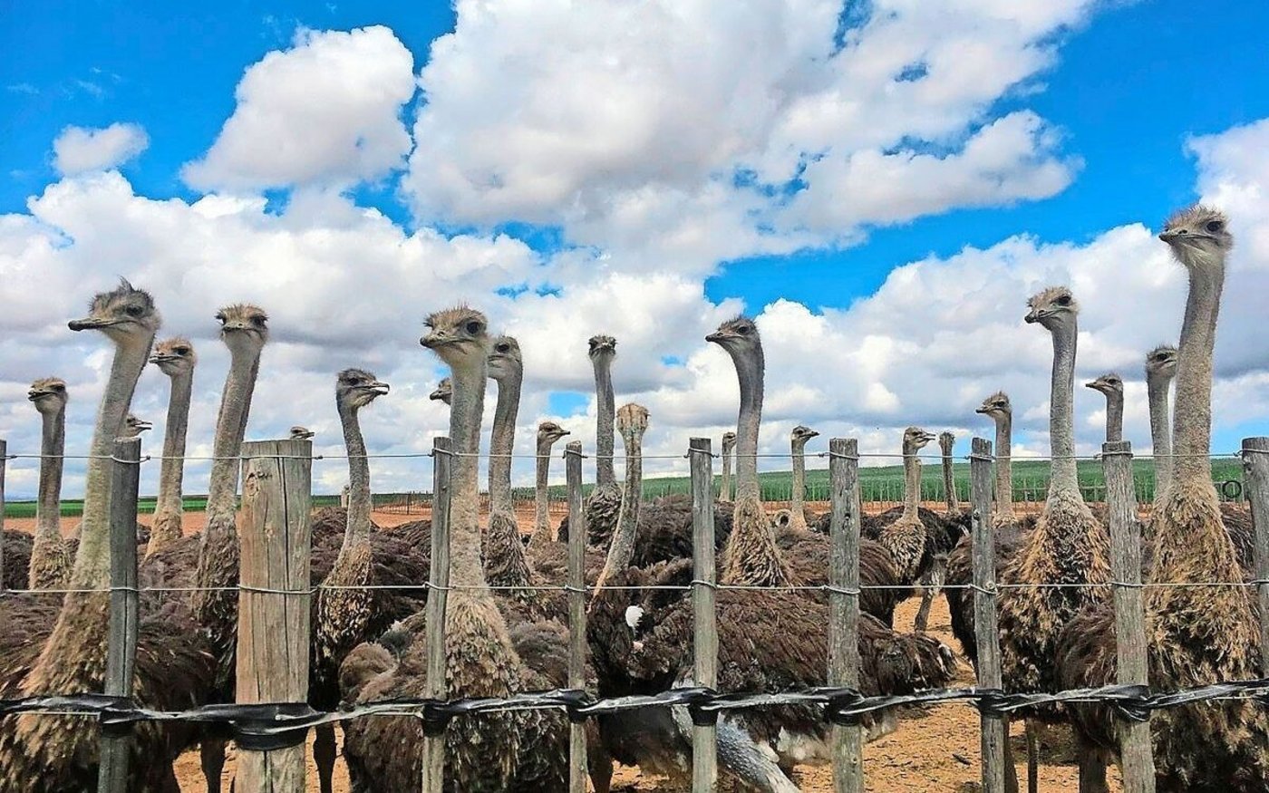Südafrika ist enorm vielfältig, und die Landwirtschaftsbetriebe sind meist riesig. Auf dem Reiseprogramm stand etwa der Besuch einer Farm, auf der als Betriebszweig 25 000 Strausse gehalten werden.