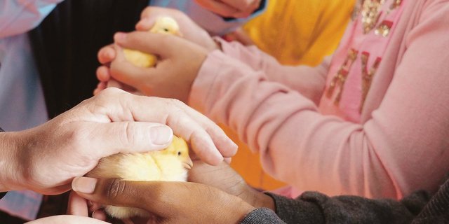 Es ist ein besonderes Erlebens, ein noch ganz flaumiges Küken in die Hände schliessen zu dürfen.(Bilder Christian Weber)