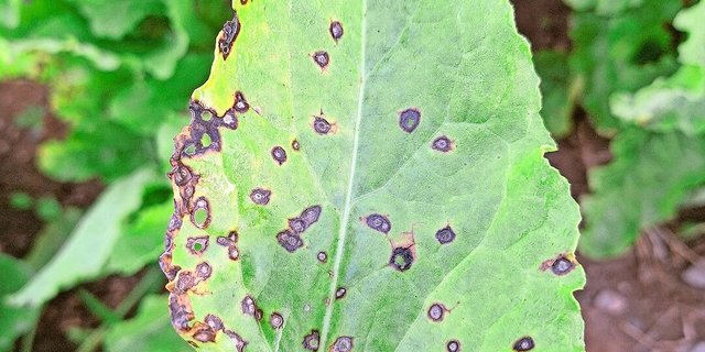 Trotz der aktuell tieferen Temperaturen steht der Cercospora-Befall in den Rüben nicht gänzlich still. 