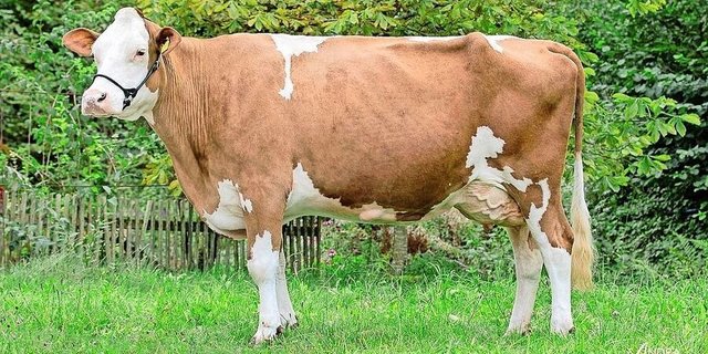 Xamanda ist die stärkste Kuh im Stall von Linders. Ihre guten Leistungen gibt sie an viele Nachkommen weiter. 