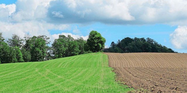 Weide oder Acker? Während der beiden Weltkriege konnte man sich tierische Lebensmittel weniger leisten bzw. wurde der Pflanzenbau mit dem Ziel einer besseren Inlandversorgung forciert.