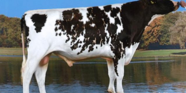 Das OK hält an der Durchführung des Zuchtstiermarkts in Thun fest. (Bild Keleki)