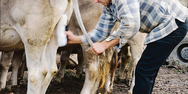 Tun alles für ein «gutes» Bild: Entlebucher Landwirte waschen ihre Tiere, bevor sie ihnen Blumenschmuck anlegen, in die Tracht schlüpfen und nach Schüpfheim LU laufen. (Bild hja)