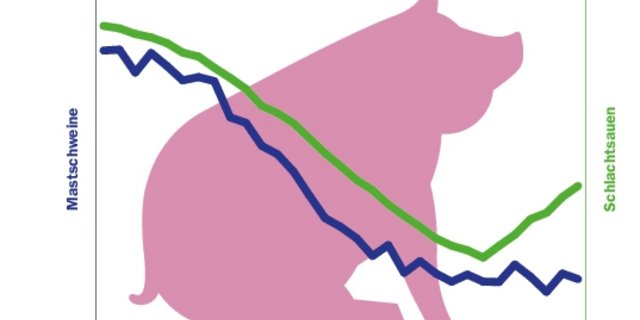 Die Zahlen der Schlachtungen von Schlachtschweinen (blaue Linie) bleiben stabil auf tiefem Niveau. Die Schlachtungen der Schlachtsauen aus der Zucht (grüne Linie) nehmen zu. (Grafik BauZ Quelle Agristat)