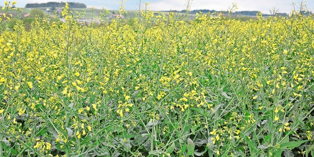 Dunkle Wolken, Regen und gelegentlich Schnee: Derzeit herrschen widrige Bedingungen auf dem Feld. Die Bestäubung des Rapses sei aber weiträumig bereits abgeschlossen und für späte Bestände eine zweite Bestäubungswelle möglich.