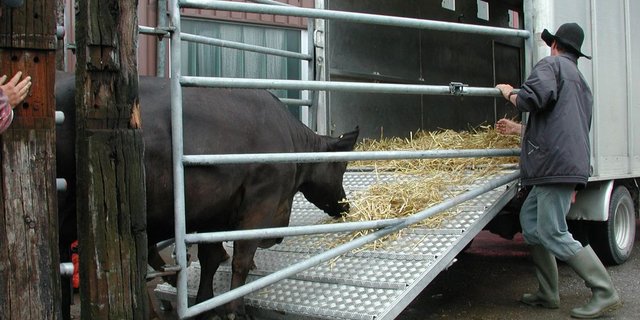 Dürfen trächtige Kühe in Zukunft in Deutschland nicht mehr verladen werden? (Bild BauZ)