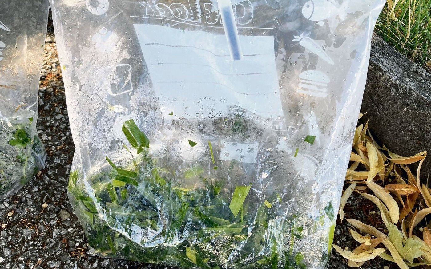 Blausäuretest. Der blaue Streifen schlägt aus.