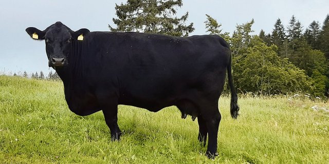 Simon Schneiders Miss Essence ist eine «easy handling cow» und sein besonderer Liebling. (Bild Simon Schneider)