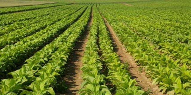 Der Tabakanbau in der Schweiz ist rückläufig. (Bild Laurent Thierrin/landwirtschaft.ch)