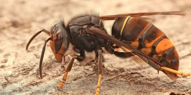 Seit 2017 breitet sich die Asiatische Hornisse in der Schweiz rasant aus. Ein Forschungsversuch testet nun zwei neue Abwehrmethoden zum Schutz der einheimischen Bienenvölker.  