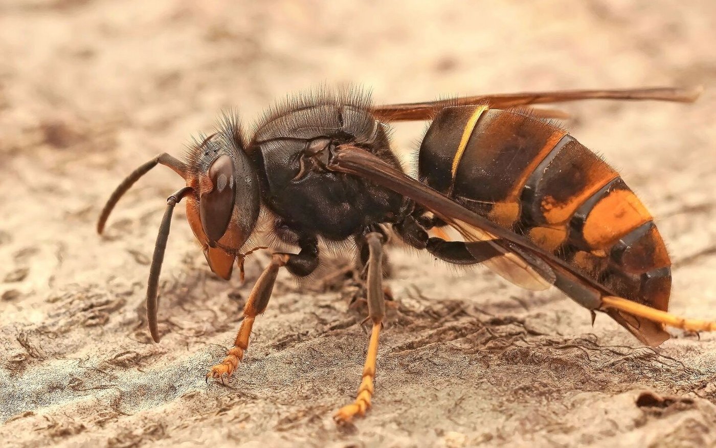 Seit 2017 breitet sich die Asiatische Hornisse in der Schweiz rasant aus. Ein Forschungsversuch testet nun zwei neue Abwehrmethoden zum Schutz der einheimischen Bienenvölker.  