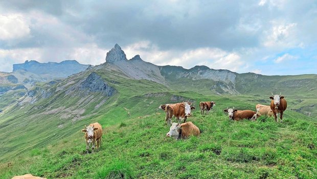 Die diesjährige Vegetation auf den Alpweiden startete früh und das Gras wuchs teils schneller, als es genutzt werden konnte.    