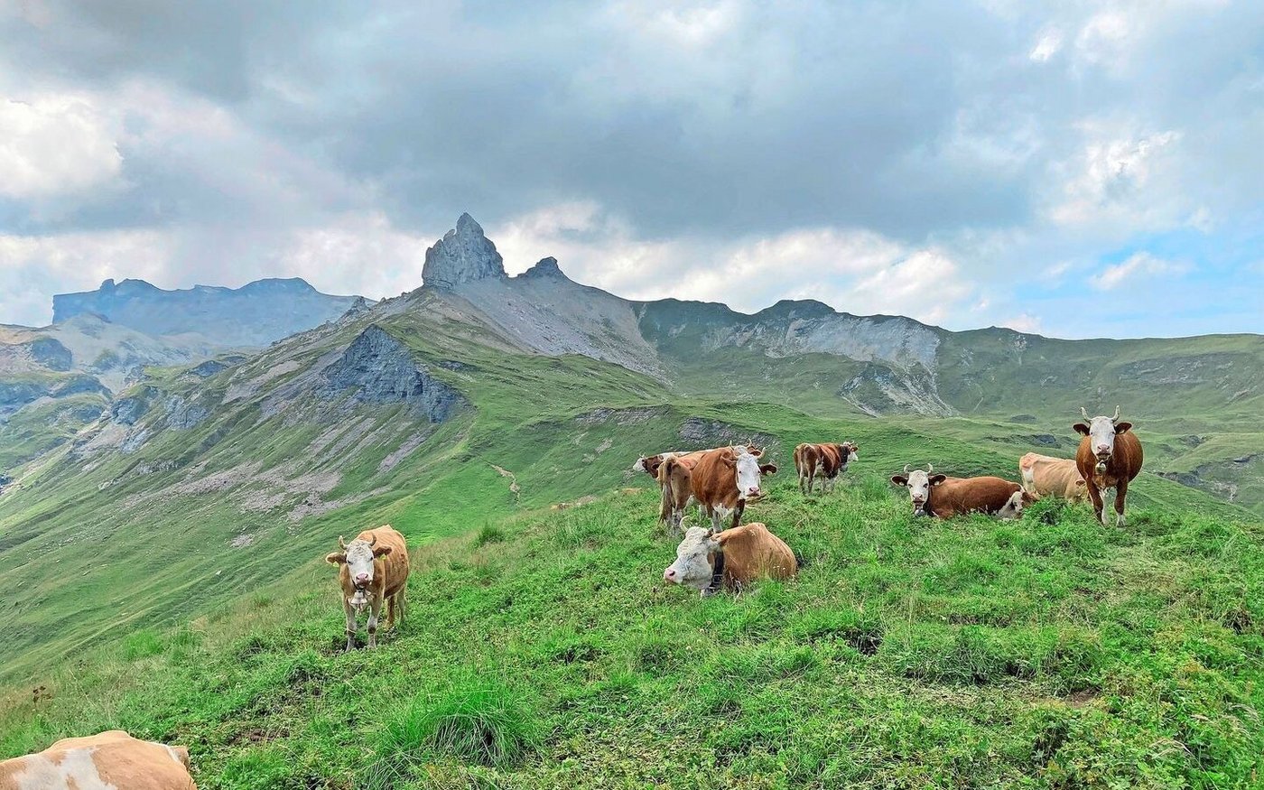 Die diesjährige Vegetation auf den Alpweiden startete früh und das Gras wuchs teils schneller, als es genutzt werden konnte.    