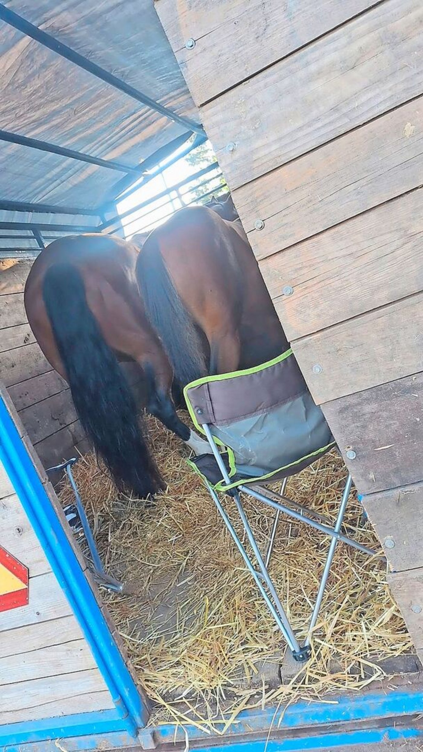 Im Traktor mit Anhänger reist es sich dann doch etwas gewohnter an das grosse Fest der Freibergerpferde. 