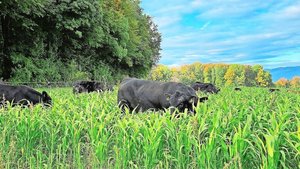Die Original-Aberdee Die Original-Aberdeen-Angus-Mutterkühe der Stone Ranch verbringen den ganzen Sommer draussen. Im Herbst fressen sie Zwischenfrüchte und Gründüngungen, was die Weidesaison verlängert.