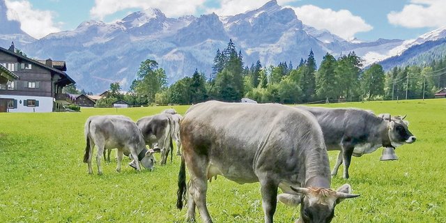 Das Rätische Grauvieh stammt ursprünglich aus Graubünden, wo es als Dreinutzungs-Rasse für die Produktion von Milch und Fleisch sowie zur Arbeit eingesetzt wurde. (Bild Toni Bergmann)