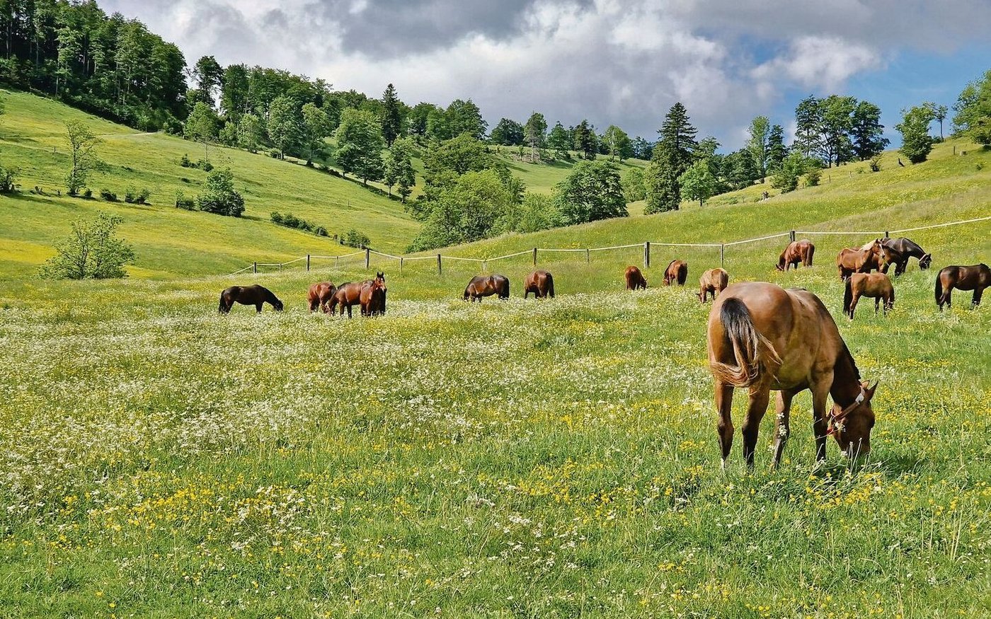 Ein Bild, das bald der Vergangenheit angehört. Die Fohlenweide auf der Hinteren Schmiedenmatt wird aufgegeben.