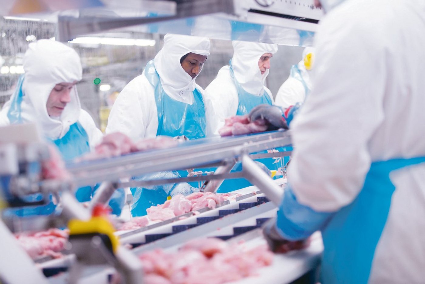 Micarna schlachtet weiterhin Schweizer Poulets. Sie verzichtet aber auf einen zweiten Schlachthof in der Ostschweiz, sondern baut den Betrieb in Courtepin FR neu und erhöht die Kapazität.(Bild zVg)