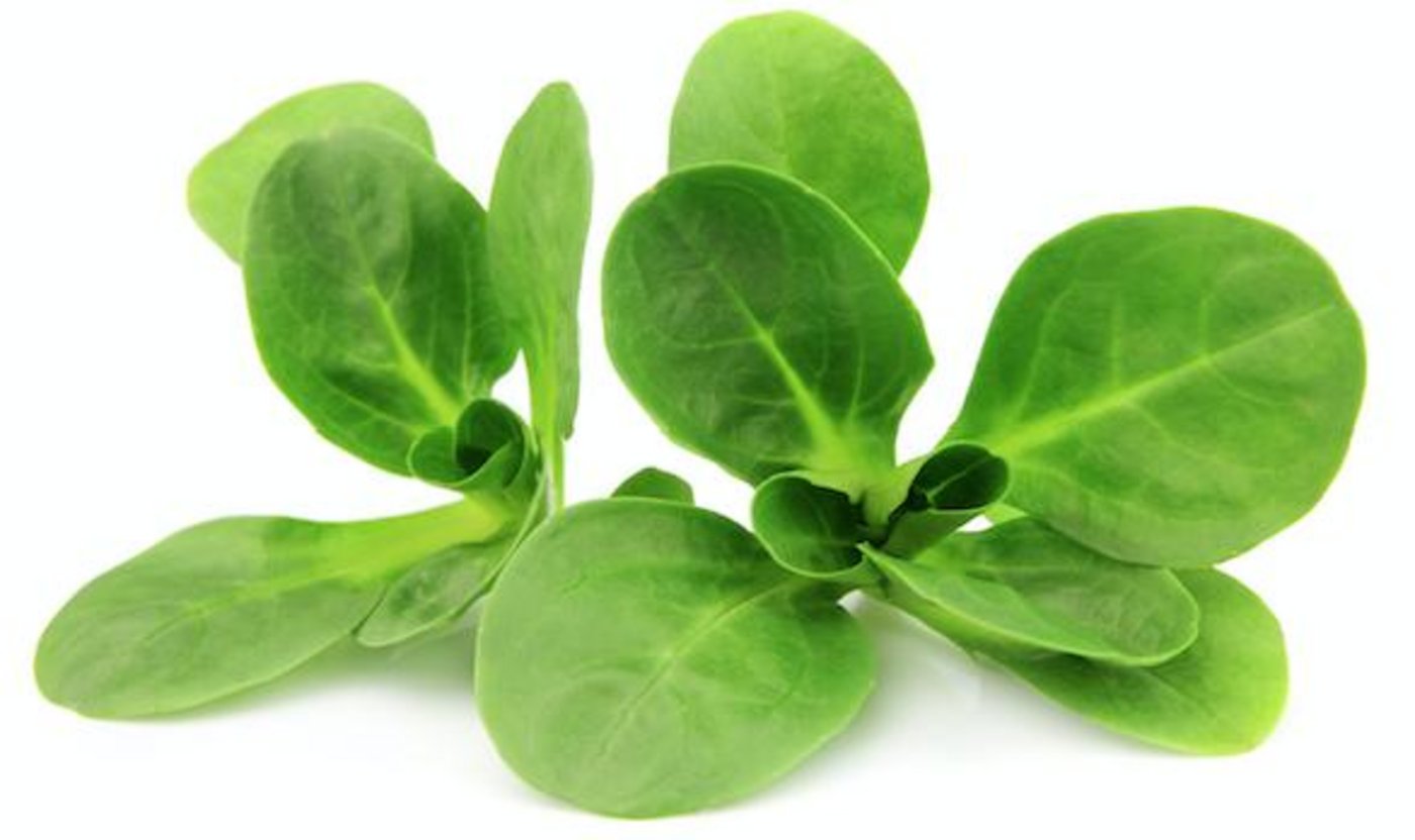 Enthält von allen Salaten am meisten Vitamine: Nüsslisalat. (Bild VSGP) 