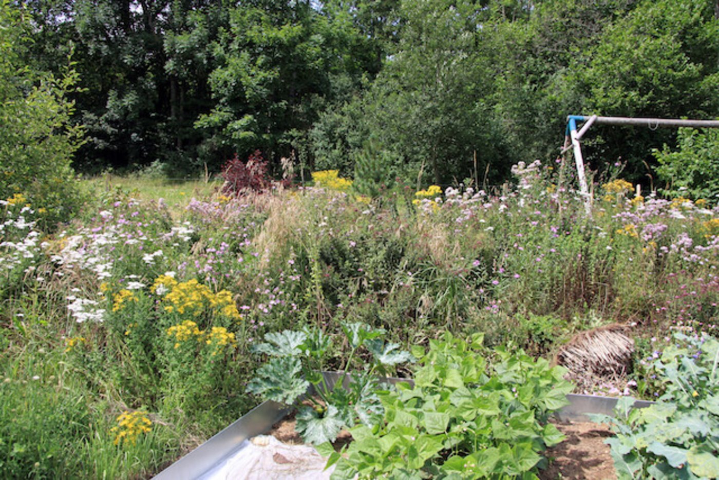 Naturnahe Gärten mit einheimischen Gewächsen sind wertvoll für die Vogelwelt. (Bild zVg)