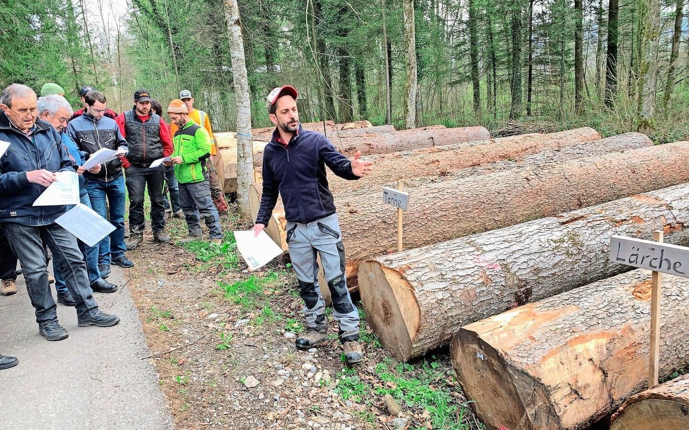 Platzchef Lukas Gerig (r.) informiert über die Wertigkeit der aufgeführten Wertholzstämme. Auch Nadelhölzer könnten gute Preise generieren. 