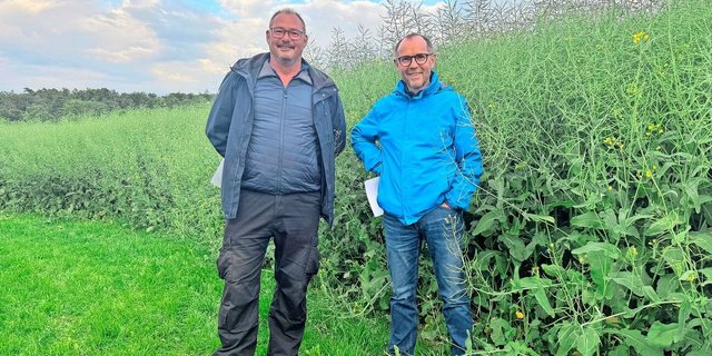 Markus Richner (Links), Berater Landor und Fortunat Schmid (Rechts), Mitglied Geschäftsleitung fenaco GOF, stehen neben dem Versuchsraps. Richner (1m90) sagt: Normalerweise sehe ich übers Feld, aber hier fehlen mir 30 Zentimeter.