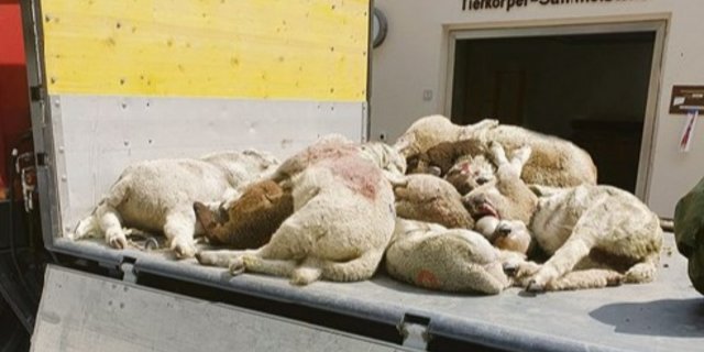 Solche Bilder möchte niemand sehen. So wird erst diese Woche publik, dass der Wolf letze Woche in Klosters 16 Schafe riss. In der Tagespresse werden solche Tragödien nicht erwähnt. (Bild zVg)